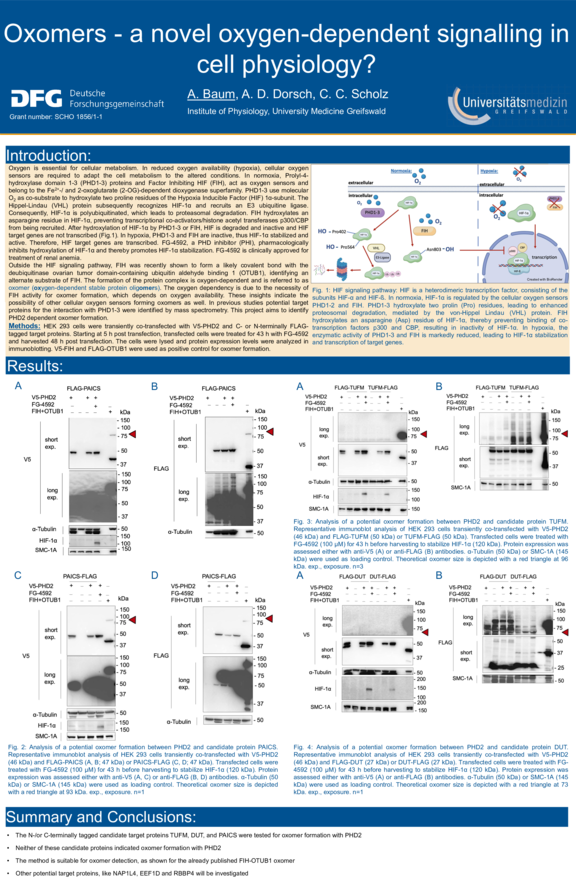TdWdM_Institut_fuer_Physiologie-Anna_Luca_Baum.pdf  