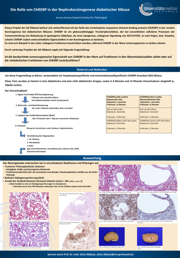 TdWdM_Pathologie_SiewertJessicaJeremy.pdf  